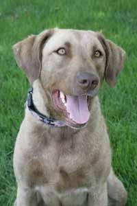 A dog image from https://images.dog.ceo/breeds/retriever-chesapeake/n02099849_4498.jpg