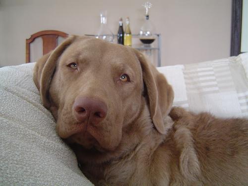 A dog image from https://images.dog.ceo/breeds/retriever-chesapeake/n02099849_4519.jpg