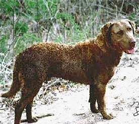 A dog image from https://images.dog.ceo/breeds/retriever-chesapeake/n02099849_4677.jpg