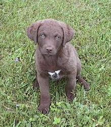 A dog image from https://images.dog.ceo/breeds/retriever-chesapeake/n02099849_927.jpg