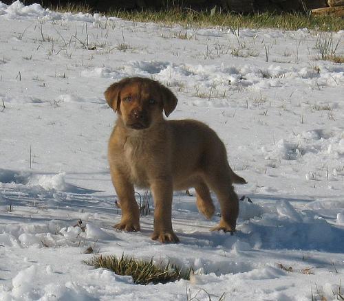 A dog image from https://images.dog.ceo/breeds/retriever-chesapeake/n02099849_953.jpg