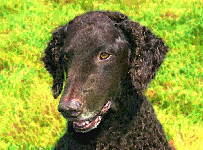 A dog image from https://images.dog.ceo/breeds/retriever-curly/n02099429_2287.jpg