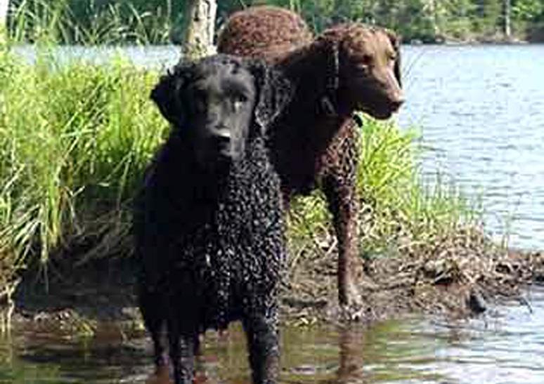 A dog image from https://images.dog.ceo/breeds/retriever-curly/n02099429_2925.jpg