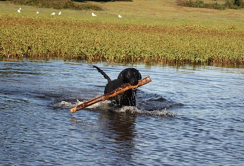 A dog image from https://images.dog.ceo/breeds/retriever-curly/n02099429_3033.jpg