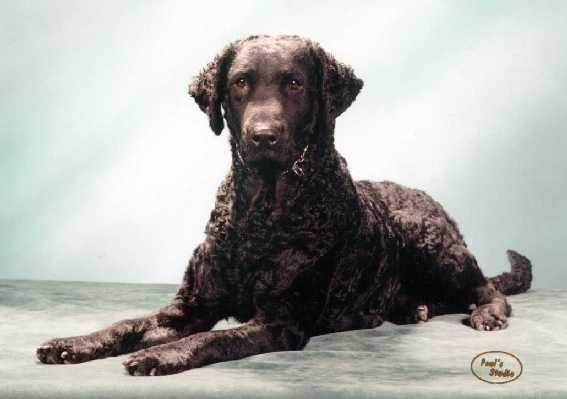 A dog image from https://images.dog.ceo/breeds/retriever-curly/n02099429_3234.jpg