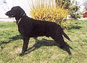 A dog image from https://images.dog.ceo/breeds/retriever-curly/n02099429_618.jpg