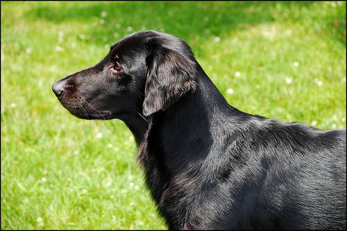 A dog image from https://images.dog.ceo/breeds/retriever-flatcoated/n02099267_1018.jpg