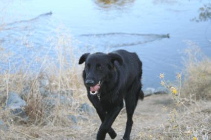 A dog image from https://images.dog.ceo/breeds/retriever-flatcoated/n02099267_2607.jpg