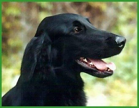 A dog image from https://images.dog.ceo/breeds/retriever-flatcoated/n02099267_3185.jpg