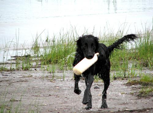 A dog image from https://images.dog.ceo/breeds/retriever-flatcoated/n02099267_3290.jpg