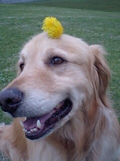 A picture of a dog.