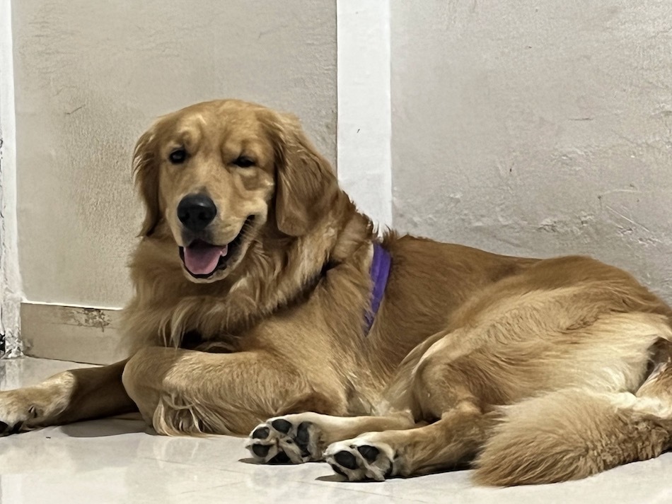 Golden Retriever
