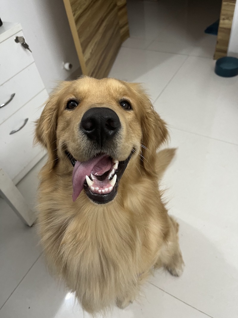 Golden Retriever