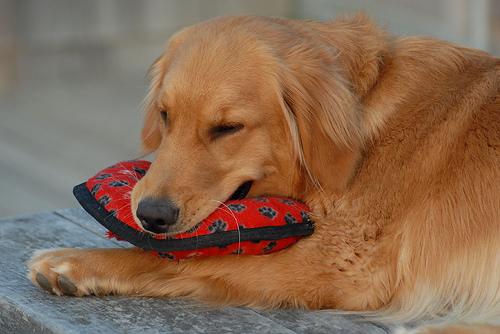 A dog image from https://images.dog.ceo/breeds/retriever-golden/n02099601_10.jpg