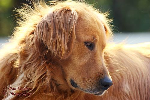 A dog image from https://images.dog.ceo/breeds/retriever-golden/n02099601_1249.jpg