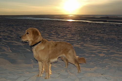 A dog image from https://images.dog.ceo/breeds/retriever-golden/n02099601_1454.jpg