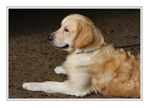 A dog image from https://images.dog.ceo/breeds/retriever-golden/n02099601_1768.jpg