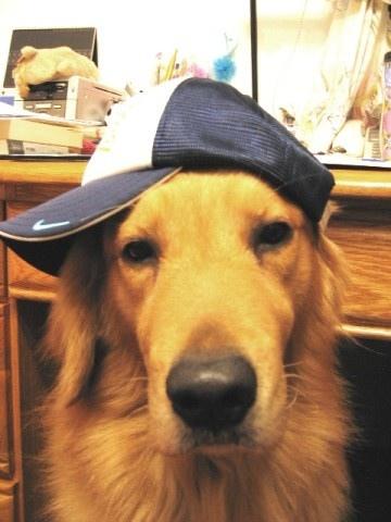 A dog image from https://images.dog.ceo/breeds/retriever-golden/n02099601_2295.jpg