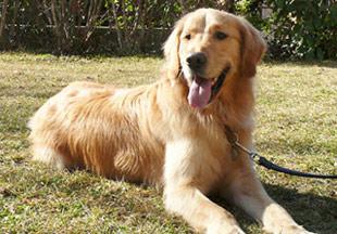 A dog image from https://images.dog.ceo/breeds/retriever-golden/n02099601_3004.jpg