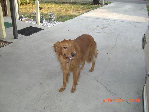 A dog image from https://images.dog.ceo/breeds/retriever-golden/n02099601_3111.jpg