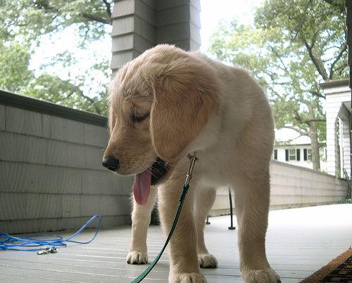 A dog image from https://images.dog.ceo/breeds/retriever-golden/n02099601_447.jpg