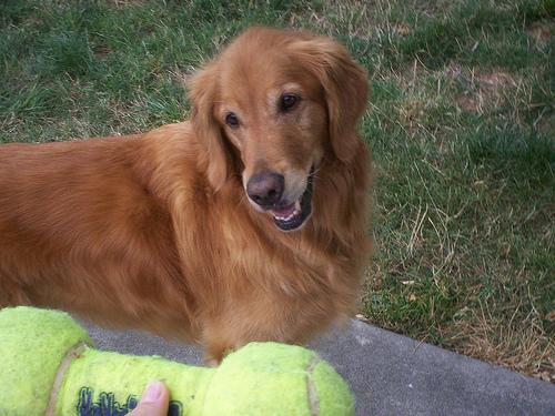 A dog image from https://images.dog.ceo/breeds/retriever-golden/n02099601_4651.jpg