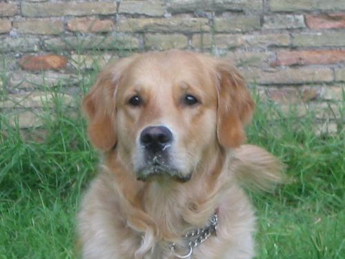 A dog image from https://images.dog.ceo/breeds/retriever-golden/n02099601_5453.jpg