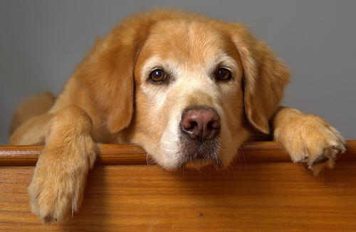 A dog image from https://images.dog.ceo/breeds/retriever-golden/n02099601_5857.jpg