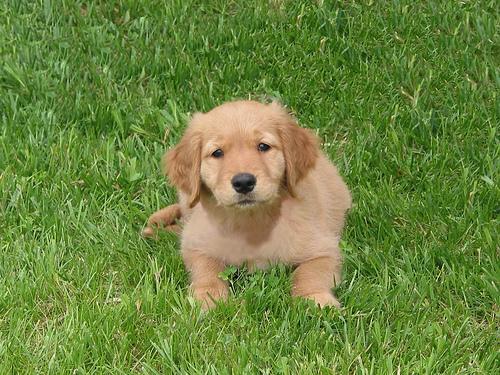 A dog image from https://images.dog.ceo/breeds/retriever-golden/n02099601_5893.jpg