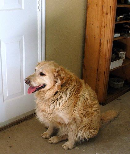 A dog image from https://images.dog.ceo/breeds/retriever-golden/n02099601_6105.jpg