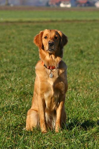 A dog image from https://images.dog.ceo/breeds/retriever-golden/n02099601_6318.jpg