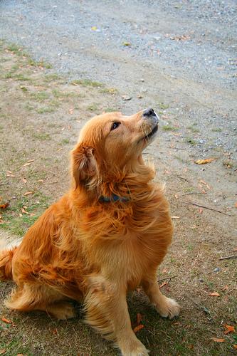 A dog image from https://images.dog.ceo/breeds/retriever-golden/n02099601_6820.jpg