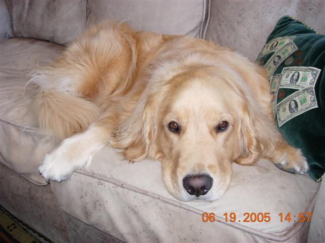 A dog image from https://images.dog.ceo/breeds/retriever-golden/n02099601_7304.jpg