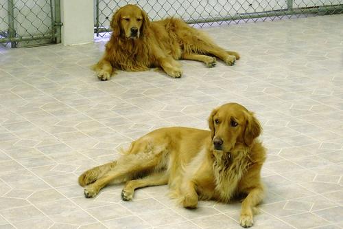 A dog image from https://images.dog.ceo/breeds/retriever-golden/n02099601_7706.jpg