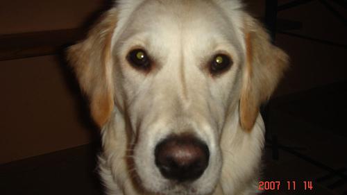 A dog image from https://images.dog.ceo/breeds/retriever-golden/n02099601_7771.jpg