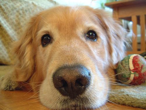 A dog image from https://images.dog.ceo/breeds/retriever-golden/n02099601_7916.jpg