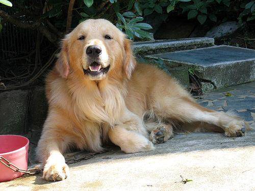 A dog image from https://images.dog.ceo/breeds/retriever-golden/n02099601_8005.jpg