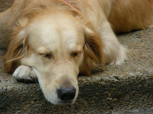 A dog image from https://images.dog.ceo/breeds/retriever-golden/n02099601_9504.jpg