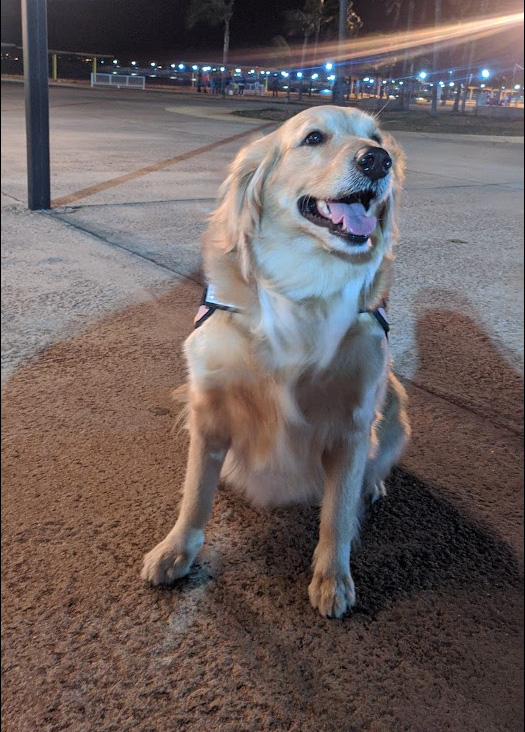 A dog image from https://images.dog.ceo/breeds/retriever-golden/sasha3_delgado.jpg