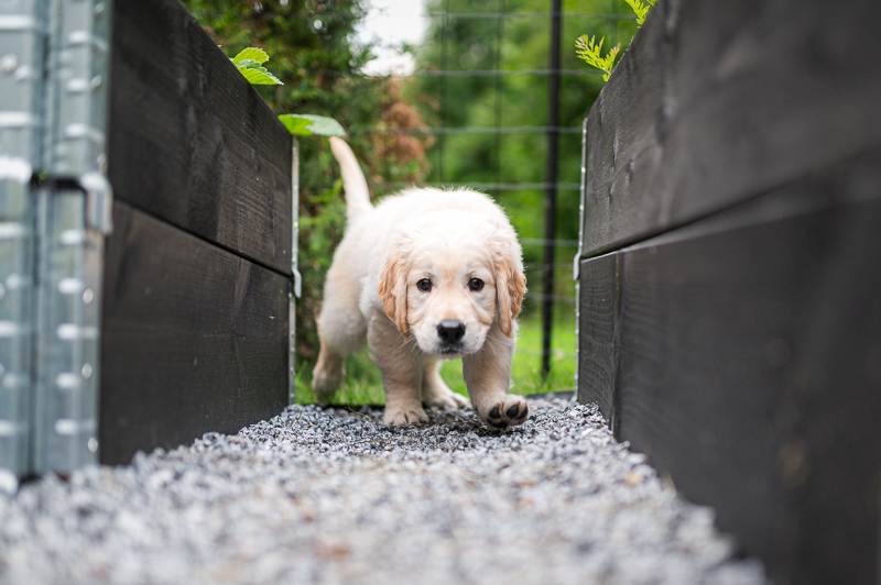 ゴールデンレトリバーの子犬