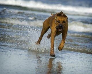 A dog image from https://images.dog.ceo/breeds/ridgeback-rhodesian/n02087394_10014.jpg