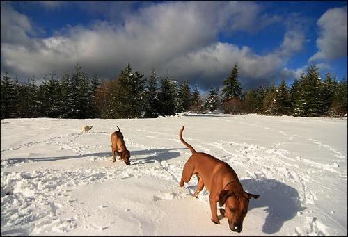 A dog image from https://images.dog.ceo/breeds/ridgeback-rhodesian/n02087394_101.jpg