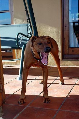 A dog image from https://images.dog.ceo/breeds/ridgeback-rhodesian/n02087394_1274.jpg