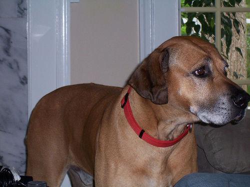 A dog image from https://images.dog.ceo/breeds/ridgeback-rhodesian/n02087394_1336.jpg