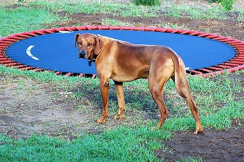 A dog image from https://images.dog.ceo/breeds/ridgeback-rhodesian/n02087394_1963.jpg