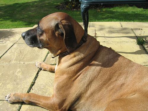 A dog image from https://images.dog.ceo/breeds/ridgeback-rhodesian/n02087394_3015.jpg