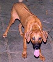 A dog image from https://images.dog.ceo/breeds/ridgeback-rhodesian/n02087394_3450.jpg