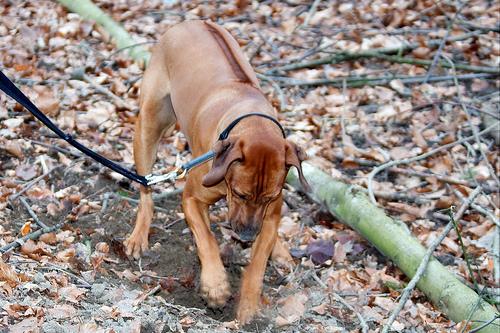 A dog image from https://images.dog.ceo/breeds/ridgeback-rhodesian/n02087394_3458.jpg