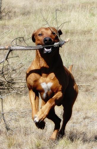 A dog image from https://images.dog.ceo/breeds/ridgeback-rhodesian/n02087394_3795.jpg