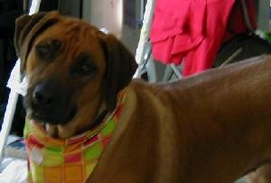 A dog image from https://images.dog.ceo/breeds/ridgeback-rhodesian/n02087394_4410.jpg